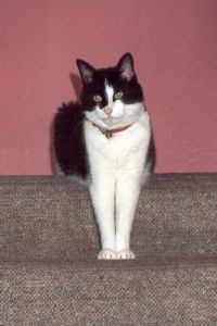 Sylvester
