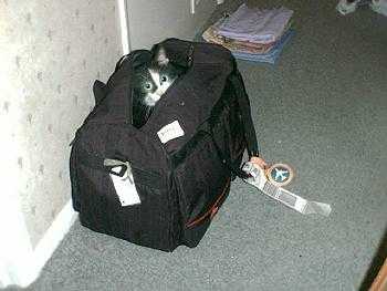 Sylvester in the bag