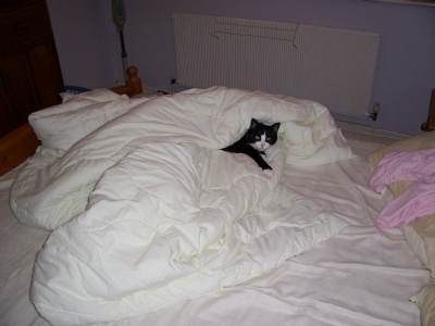 Not a dog’s life!