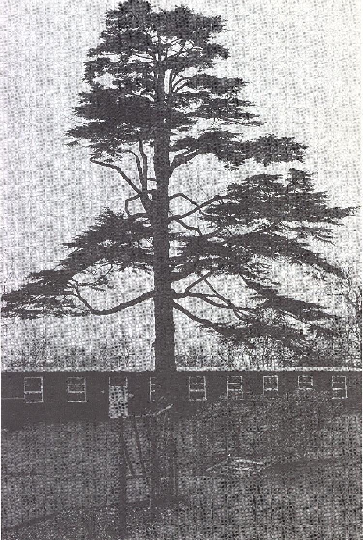 One of the Earl's trees which had to be felled in January 1984