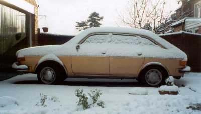 Goldie in the snow